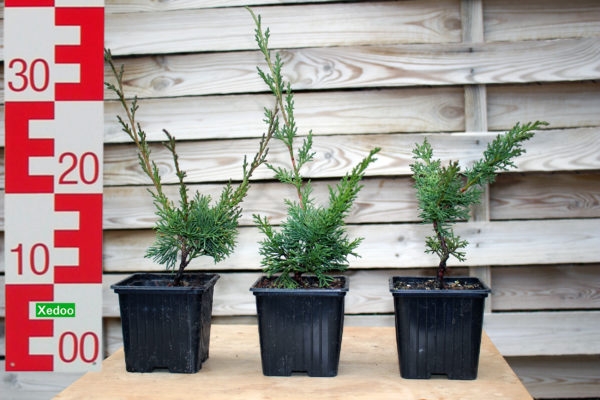 juniperus-chinensis-kishu-plantones