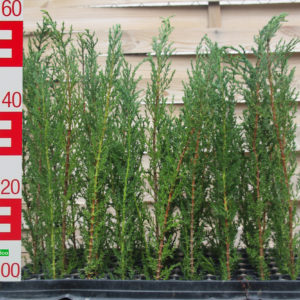 Cupressus Sempervirens - Mittelmeer Zypresse