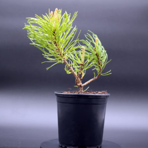 pinus-mugo-3