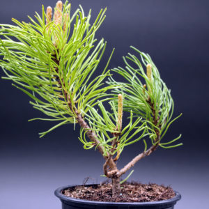 pinus-mugo-4