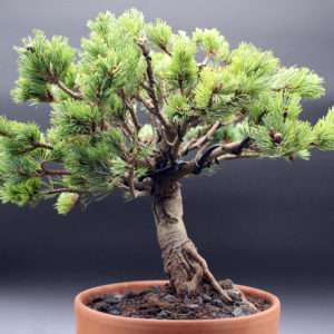 pinus-parviflora-bonsai-0