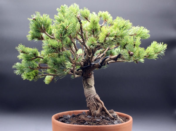 pinus-parviflora-bonsai-0