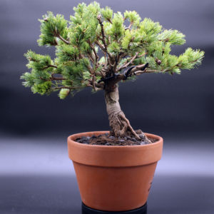 pinus-parviflora-bonsai