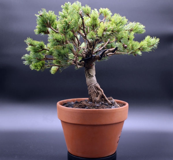 pinus-parviflora-bonsai