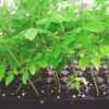 moringa-olifeira-arbol