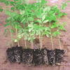 árbol de moringa oleifera