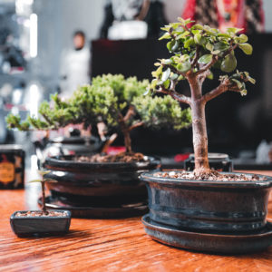 portulacaria-afra-bonsai