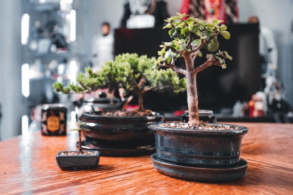 portulacaria-afra-bonsai