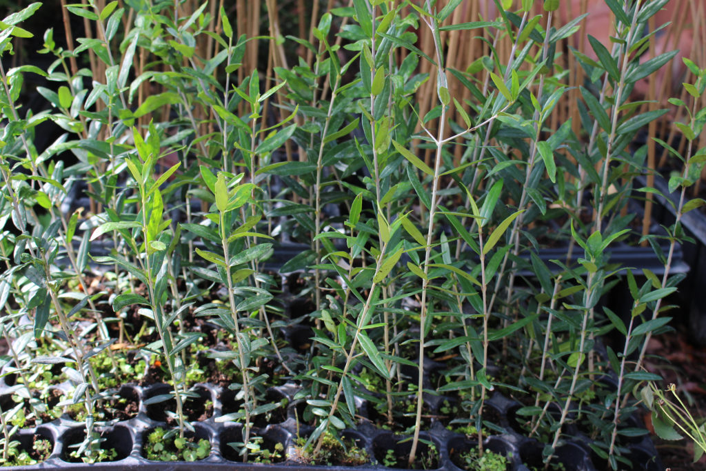 Comprar Olea Europaea (Olivo) ☘️ Xedoo Málaga