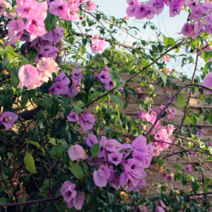 bougainvillea-rosa bougainvillea-rosa