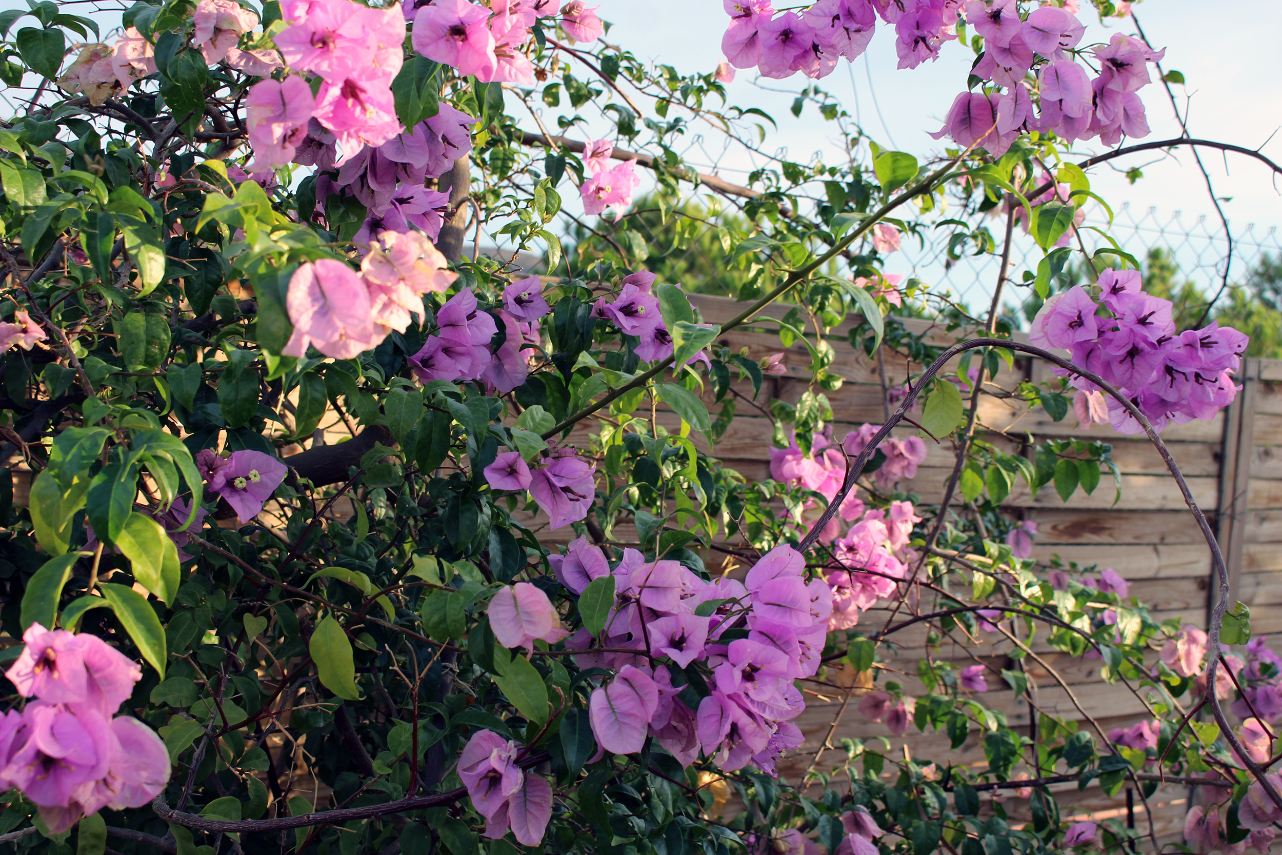 bougainvillea-pink