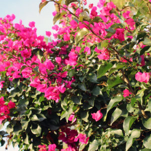 bougainvillea kaufen