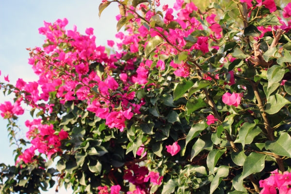 bougainvillea kaufen