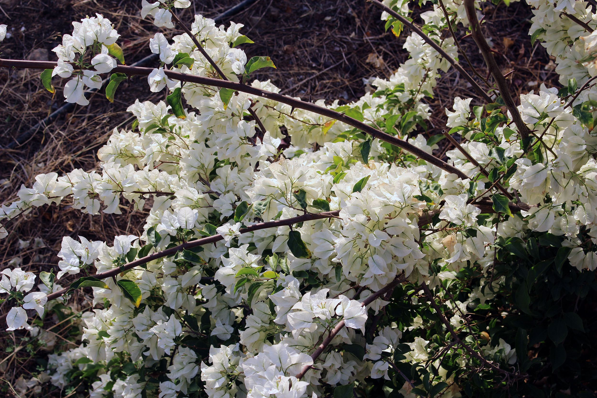 bougainvillea-white