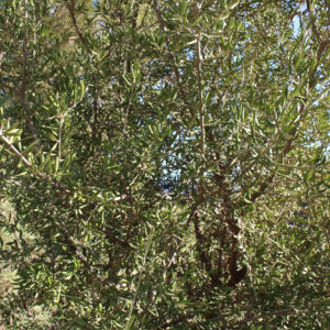 olea-europaea-sylvestris