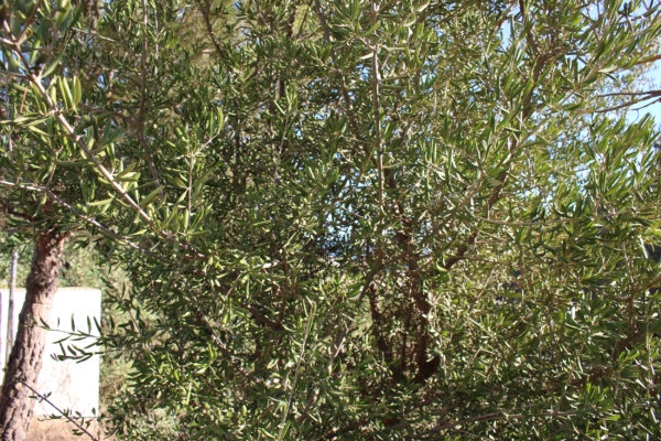 olea-europaea-sylvestris