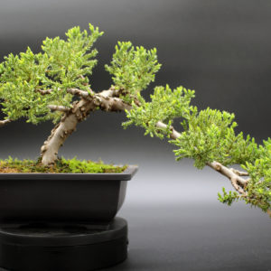 bonsai-juniperus-chinensis-202304071104