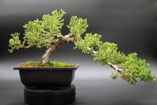 bonsai-juniperus-chinensis-202304071104