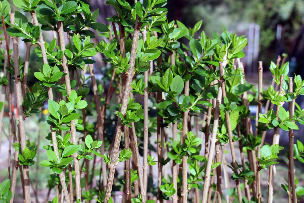 Ligustrum Ovalifolium (California privet) for sale