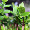 ligustrum-ovalifolium-2