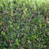 ligustrum-ovalifolium-3