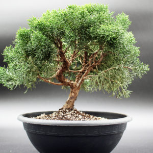 bonsai-juniperus-chinensis-kishu-202306091123