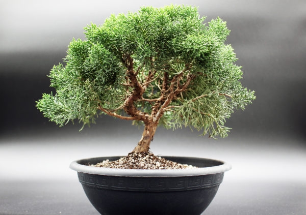 bonsai-juniperus-chinensis-kishu-202306091123