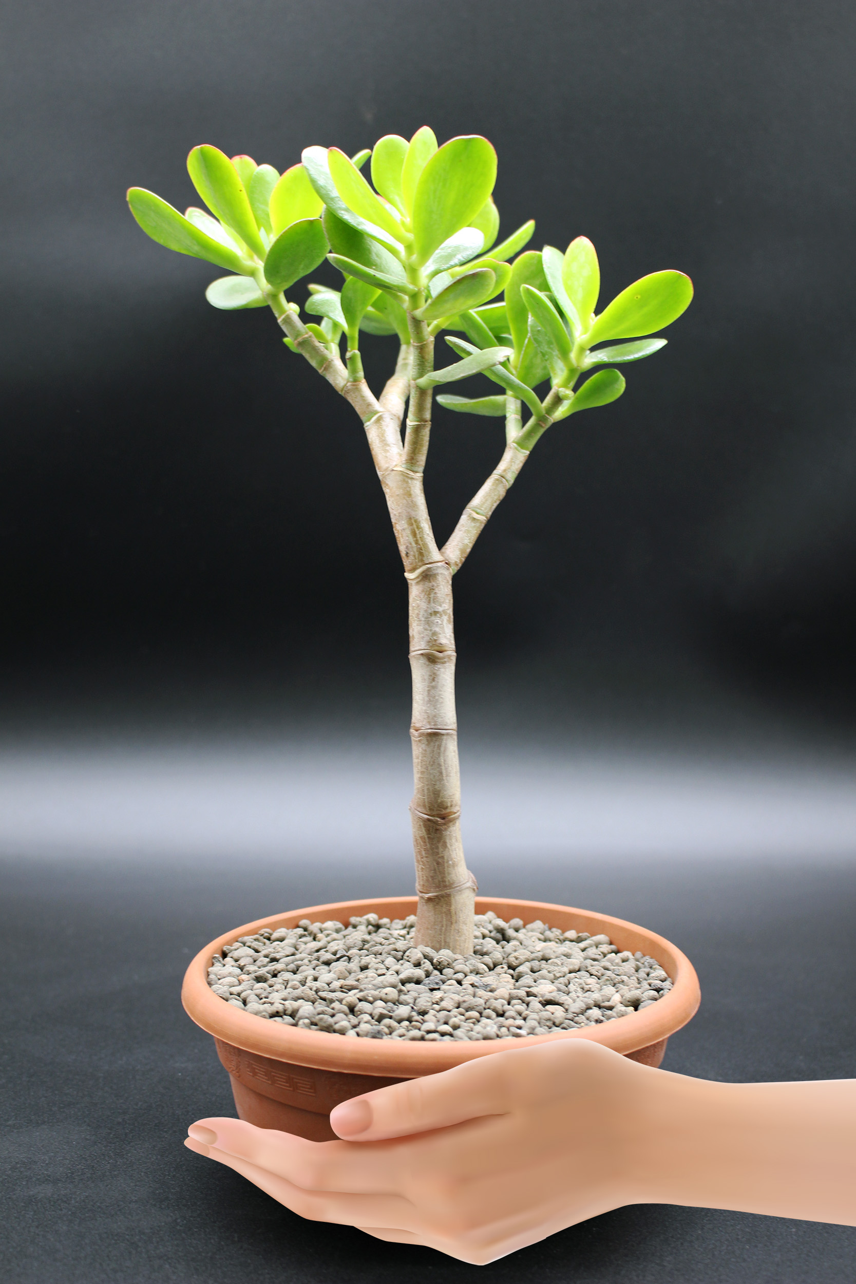10281 lego bonsai Used Set 10281 Botanical Collection Bonsai Tree