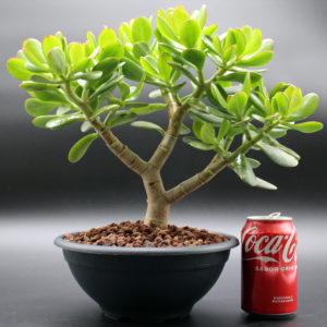 crassula-ovata-bonsai