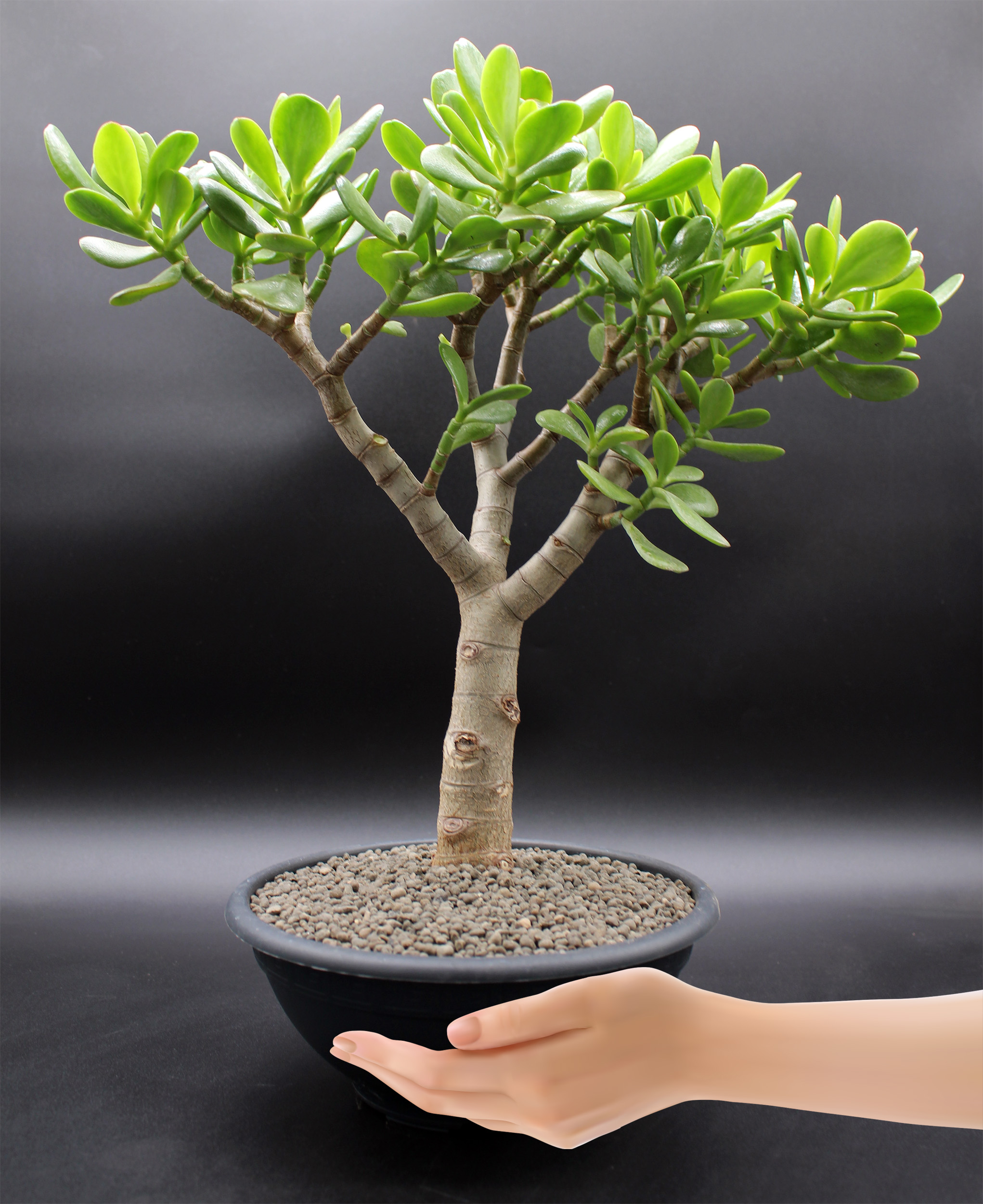 crassula-ovata-bonsai-2026-03-20