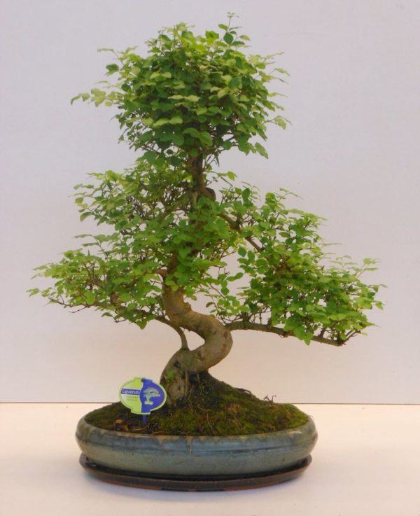 ligustrum sinense bonsai