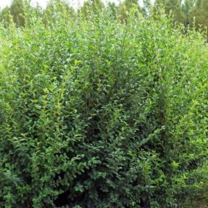 ligustrum sinense seto