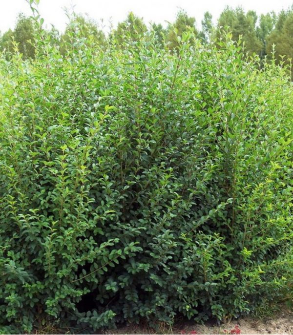 ligustrum sinense seto