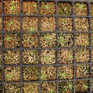 pinus-thunbergii-seedlings