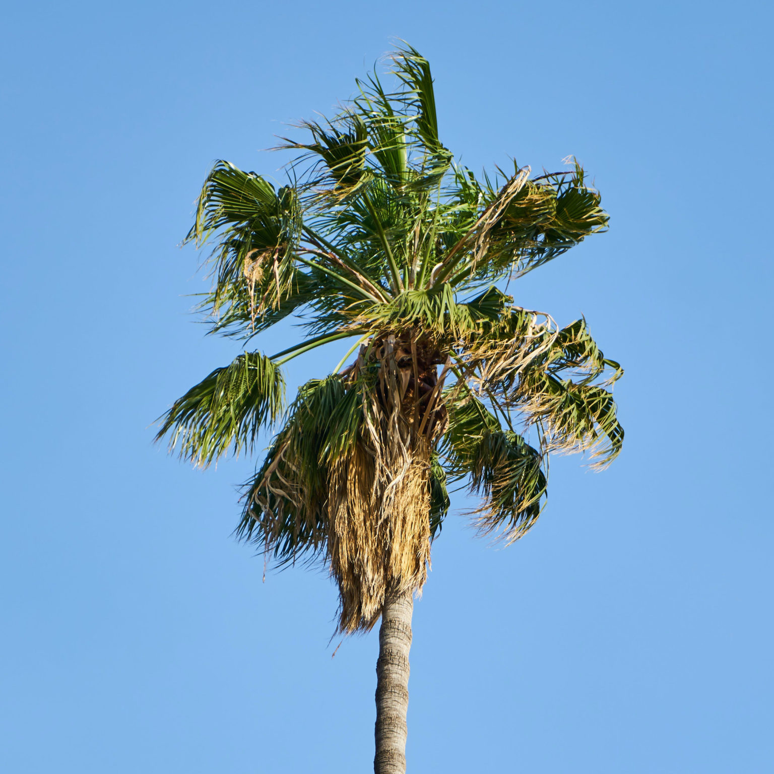 Washingtonia Robusta vs. Washingtonia Filifera - Differences