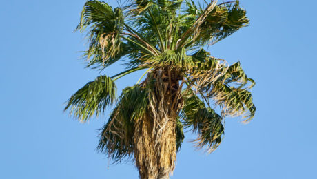 washingtonia