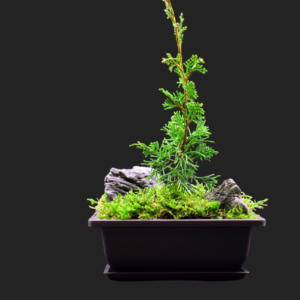 Juniperus Chinensis Itoigawa Bonsái Paisaje miniatura