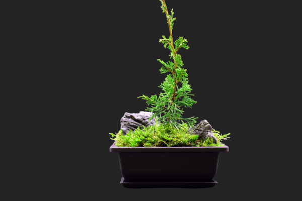 Juniperus Chinensis Itoigawa Bonsái Paisaje miniatura