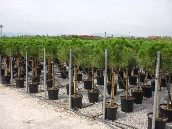Pino Piñonero (Pinus Pinea)
