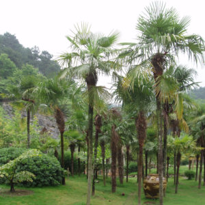 Trachycarpus-Fortunei-Palm Tree