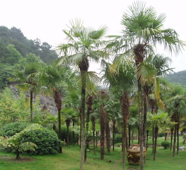 Trachycarpus-Fortunei-Palmera