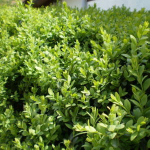 buxus sempervirens seto