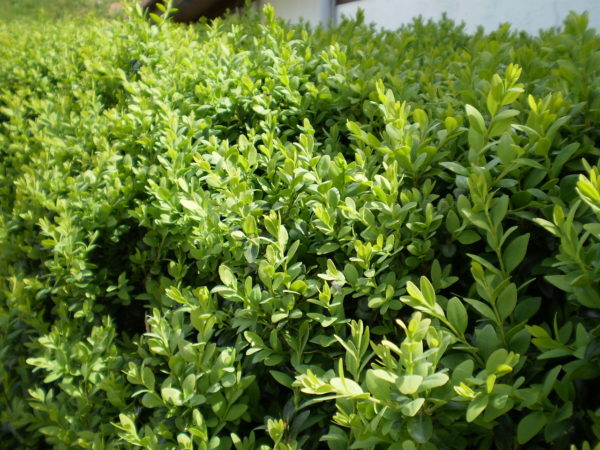 buxus sempervirens hedge