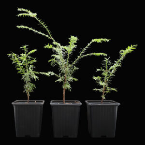 taxus-baccata-2
