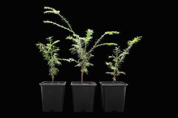 taxus-baccata-2