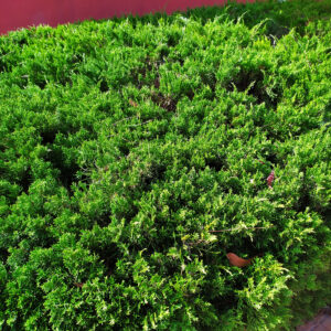 Juniperus Chinensis Sargentii Hecke