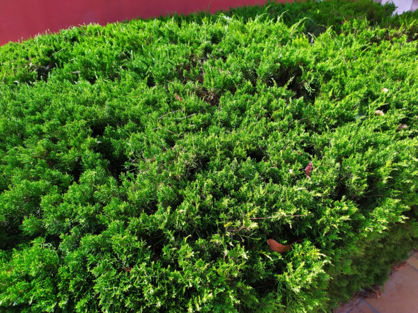 Seto de Juniperus Chinensis Sargentii