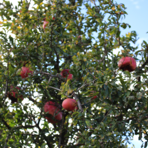 punica-granatum-nana