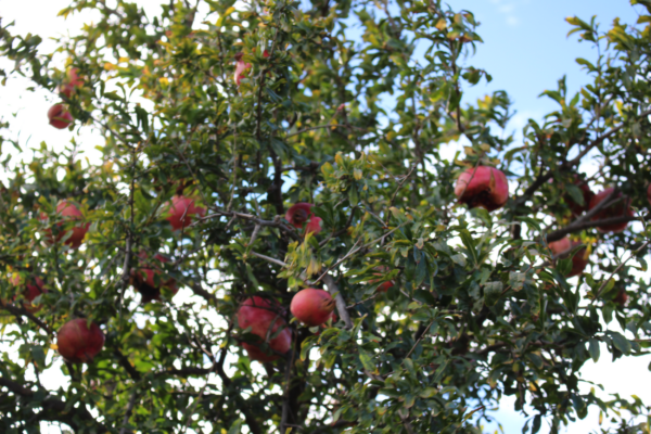 punica-granatum-nana