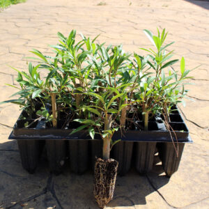 Nerium oleander plantones